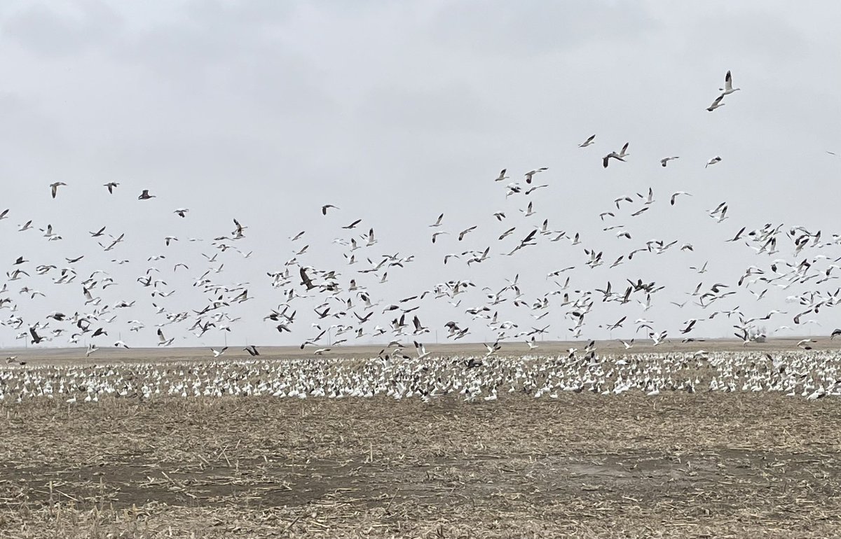 A different type of ‘blizzard’ is hitting South Dakota and will intensify over the next few weeks!