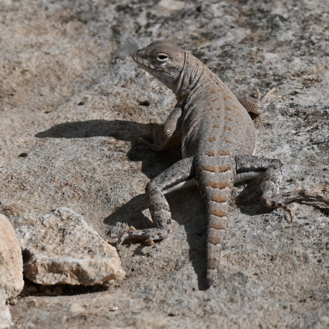 Show off your stuff 💅 A greater earless lizard strikes a pose at Big Spring State Park in west Texas. #WildlifeWednesday