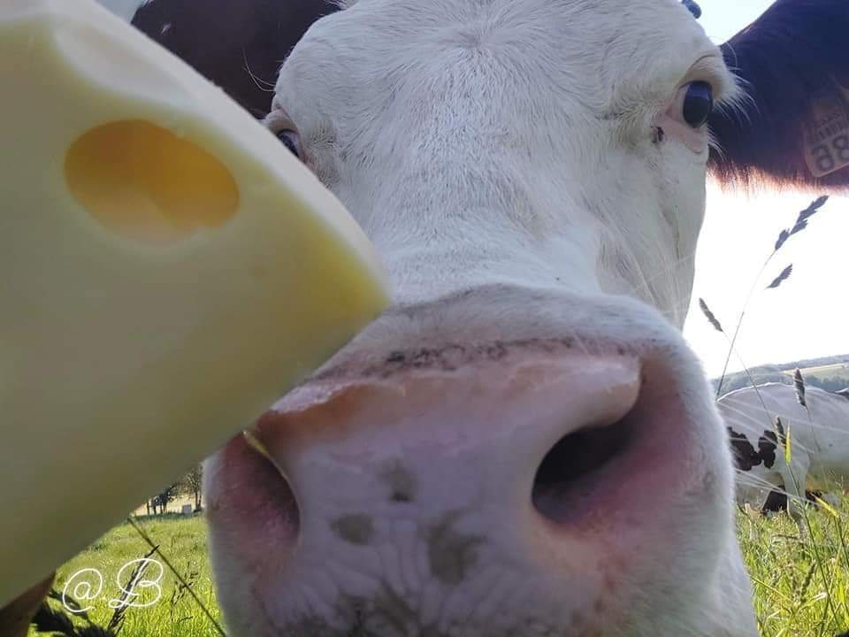 Journée Nationale du Fromage🧀
Emmental Grand Cru  Label rouge 
Allez donc chercher votre fromage chez un fromager passionné, qui vous fera découvrir à chaque fois de nouvelles petites merveilles !
<a href="/Agridemain/">#agridemain</a> <a href="/Fragritwittos/">FranceAgritwittos♥️</a> <a href="/EuroToques1/">Euro-Toques France</a> <a href="/Agri_Gouv/">Ministère Agriculture et Souveraineté alimentaire</a> <a href="/Arc_Atlantique/">Arc Atlantique Press</a> <a href="/AudeVisine/">Marie-Aude VISINE</a>