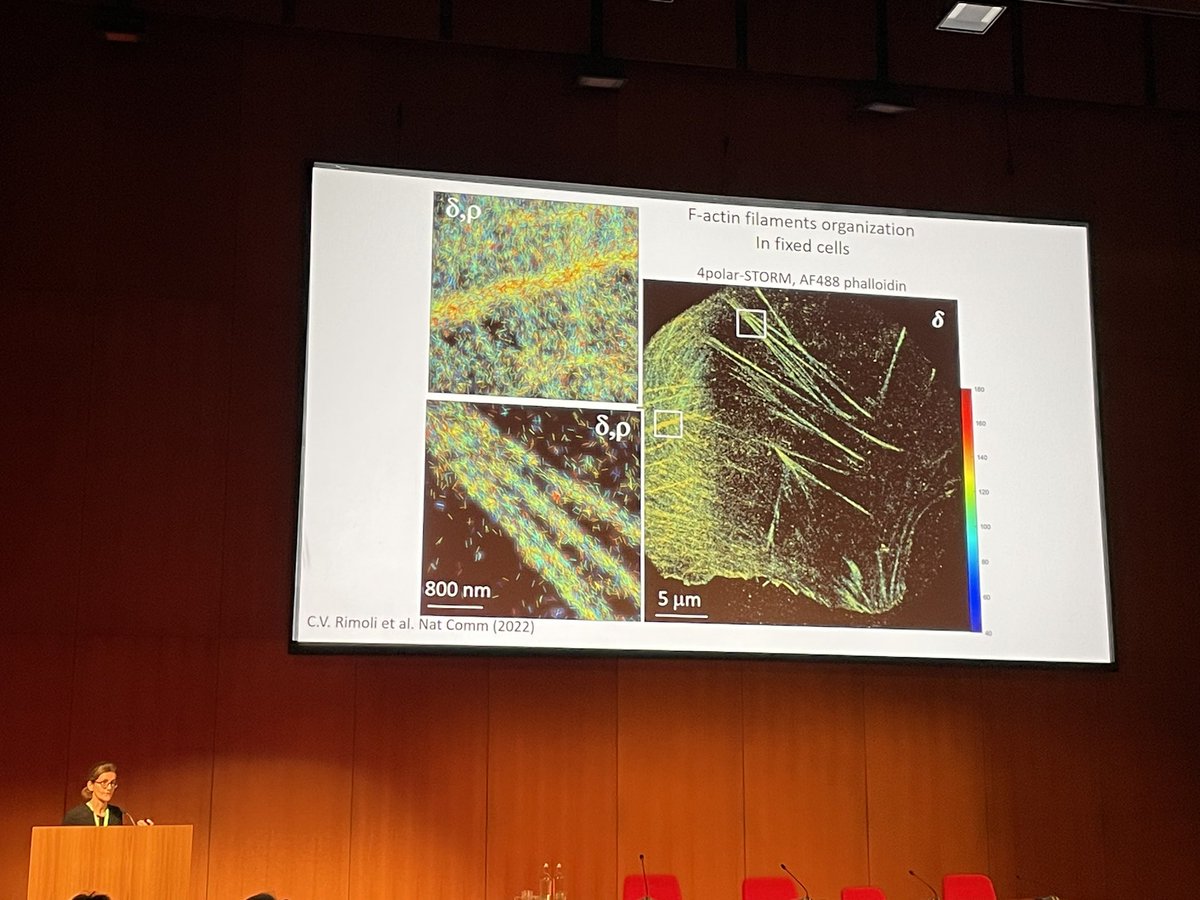 Polarization microscopy for 3D imaging of biomolecular complex, by Sophie Brasselet from @InstitutFresnel #FOM2024, so smart and elegant approach ! 😍