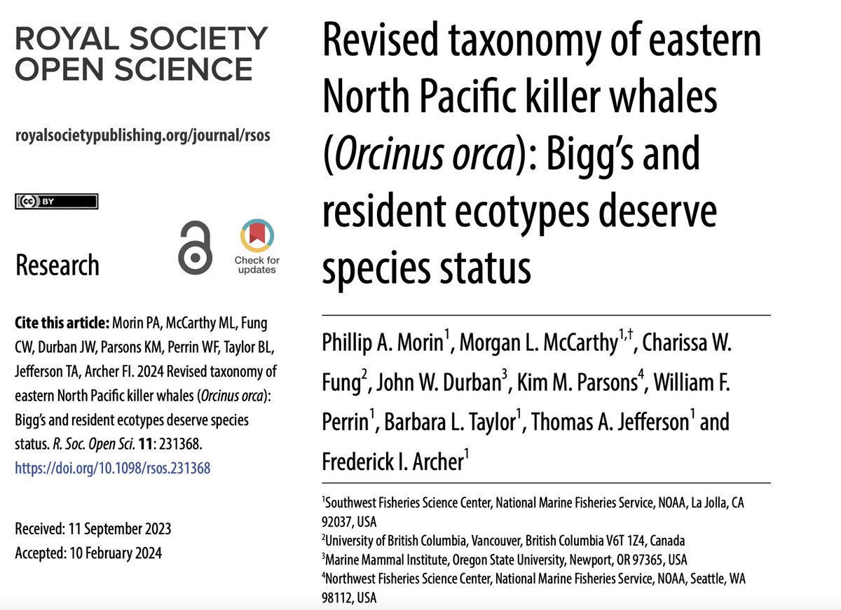 Excited to see this work published! We propose elevating the species status of Bigg’s and resident killer whales to full species considering genetics, morphology and more! Paper link: royalsocietypublishing.org/doi/10.1098/rs… @phillipmorin4 @CetusGenes @JohnWDurban and collaborators not on X.