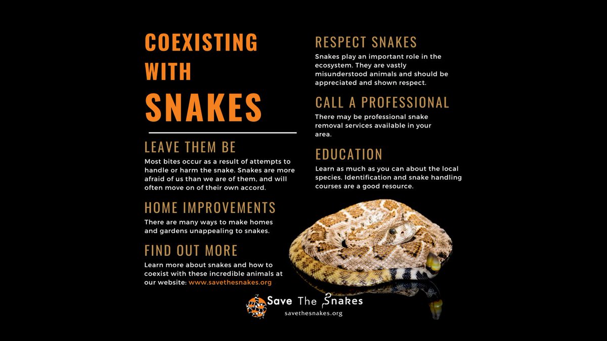 savethesnakes's tweet photo. As the seasons change, so does snake behavior! Warmer temperatures may cause snakes to become more active in your area.

To keep you, your loved ones and the wildlife on your property safe, please learn about and share these important measures:
https://t.co/2RTtdhkYRe https://t.co/grCcrP7qPD