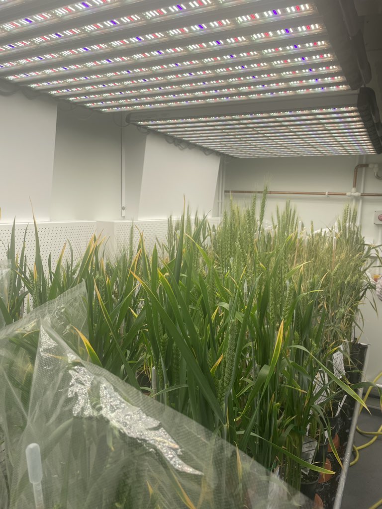 malcolmacaulay's tweet photo. Many thanks to Mike Wilkinson for showing us round @Rothamsted @eRA_Curator Sample Achive and Transformation Centre during @MonogramUK #monogram24 meeting. An amazing collection and resource! https://t.co/gWRYaNavV3