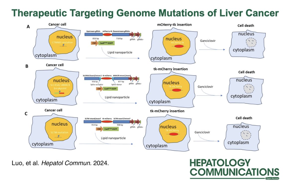 They developed a way to use CRISPR to treat liver cancer Future so bright #livertwitter Open access journals.lww.com/hepcomm/fullte… @HepCommJournal