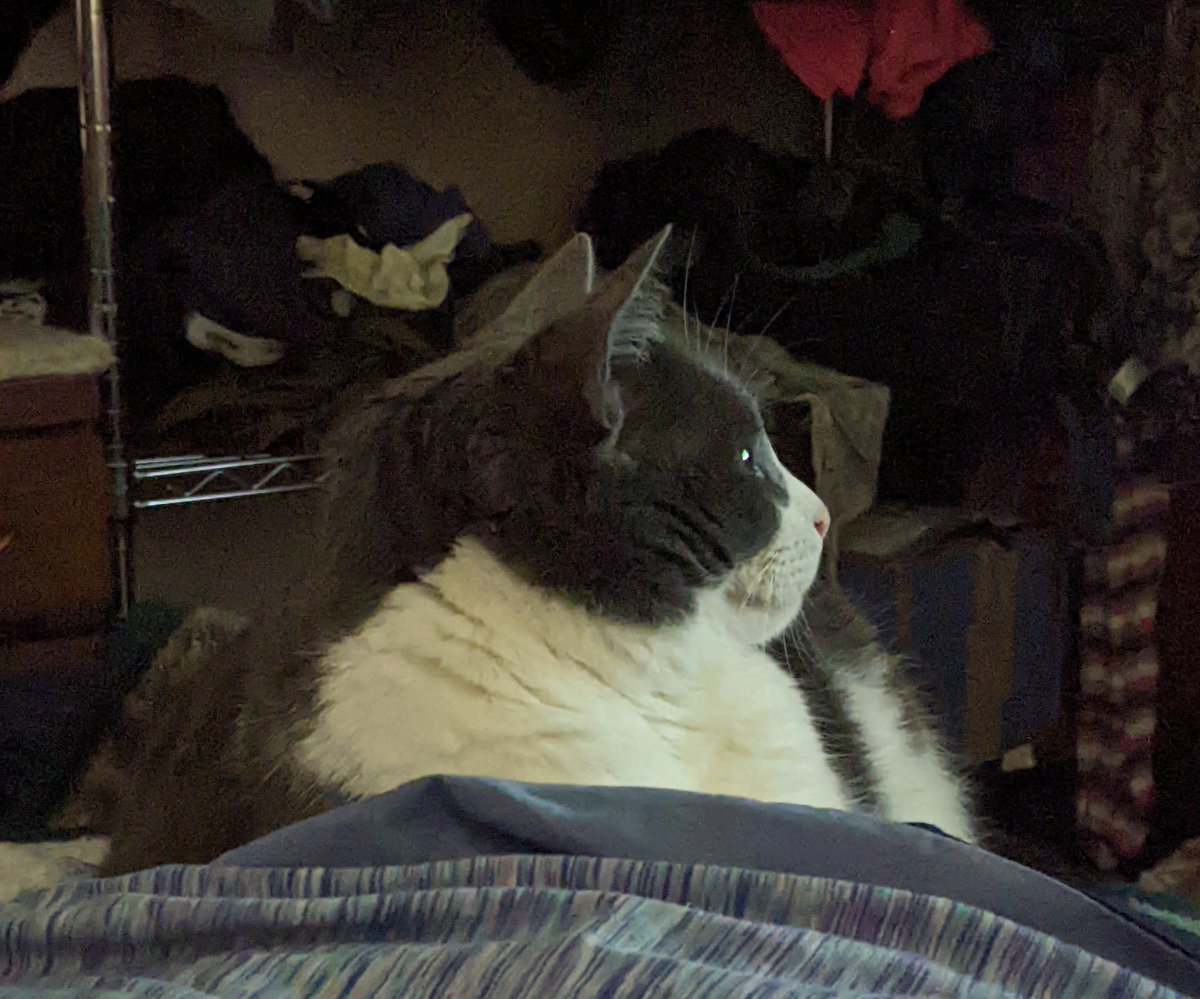 LOTROLadyGunn's tweet photo. Found a birdy video Legolas is enthralled with. He usually loses interest by now but it hasn't happened yet. #SpoiledKitty https://t.co/Gb3EBrb0hH