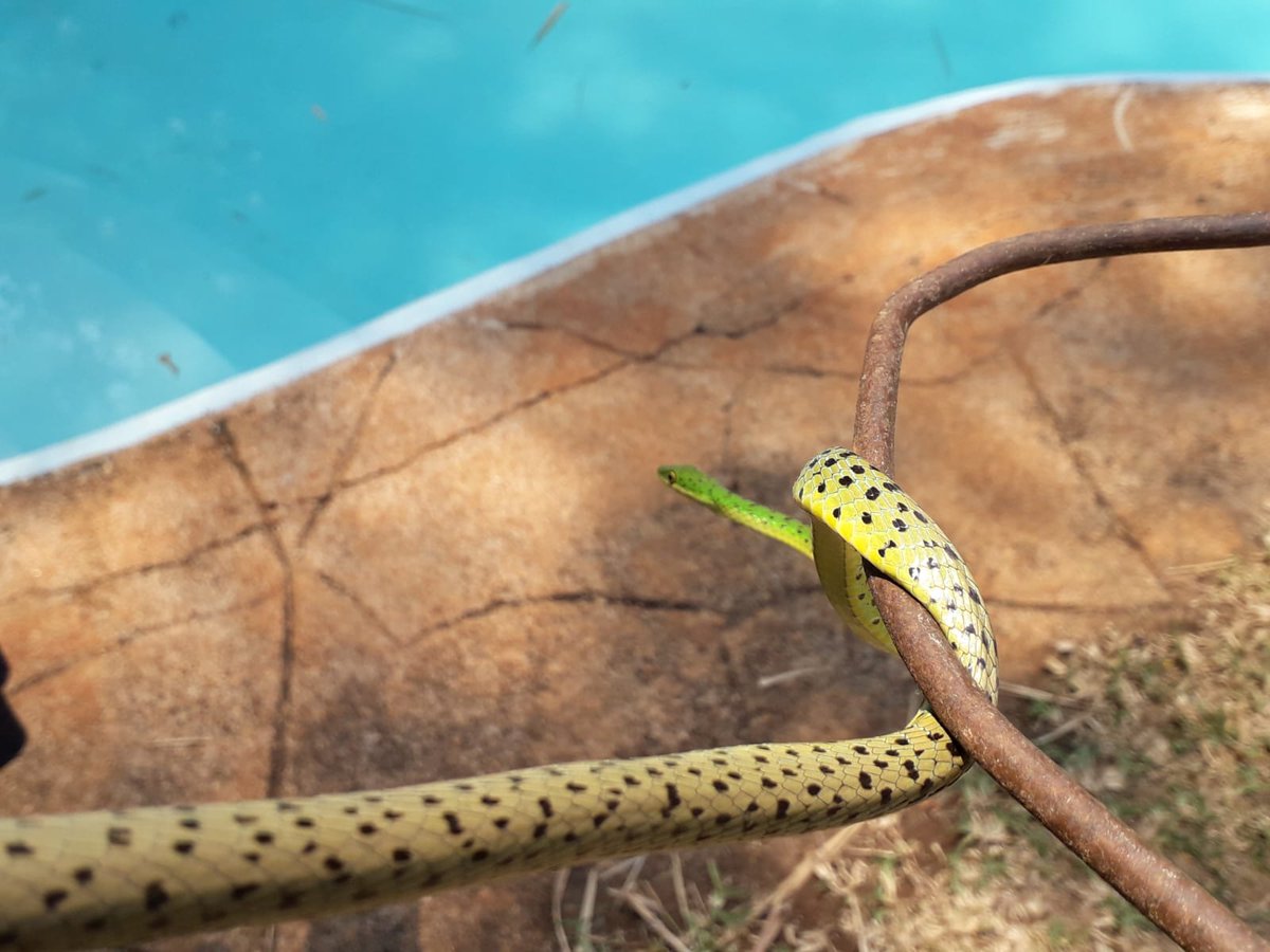 This #SpottedBushSnake, was spotted by David Van Meerhaeghe, Engineering Director at #EasternProduceMalawi on the El Dorado Estate. These non-venomous snakes are found in various regions, ranging from South Africa to Sudan and Guinea.  

#Biodiversitywatch #teagarden #reptiles