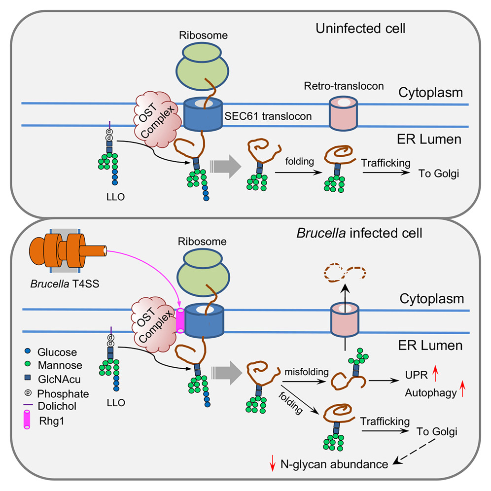 Brucella drives host N-glycome remodeling. Brucella effector Rhg1 reprograms host N-glycome to support its intracellular lifestyle via interacting with OST complex &ER SEC61 translocon to manipulate N-glycosylation & host functions cell.com/cell-host-micr…