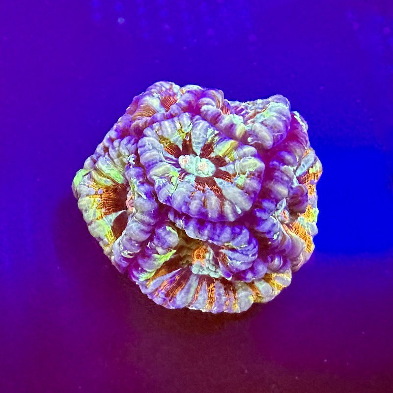 What a gorgeous Pastel Brain Coral Frag! This Symphyllia frag is a stunning gem to be added to a lucky someone’s aquarium #marinecoral #allmymoneygoestocoral #reeftanks #ultracoral