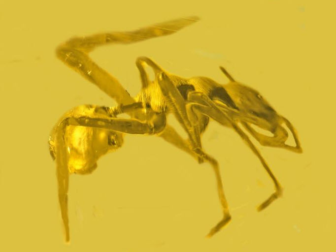 Resin fossil of Ant-Mimicking Spider discovered in Columbia sciencespacerobots.com/ant-mimicking-…