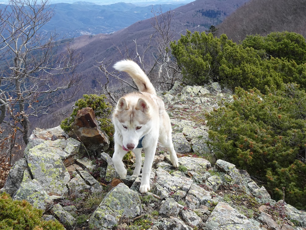 Bon dia des del #Montseny!😍😍
#huskySnowy @AlfredRPico @TomasMolinaB @Meteo_Roses @Meteoboig1 @BCNmeteo @eliseuvilaclara @canondale01 @Angelprivate_ @DelfinaMonfort @babiano07292408 @martamountain @P4Estacions #eltemps #meteo #muntanya #FelizDia #montañas #primavera #SemanaSanta