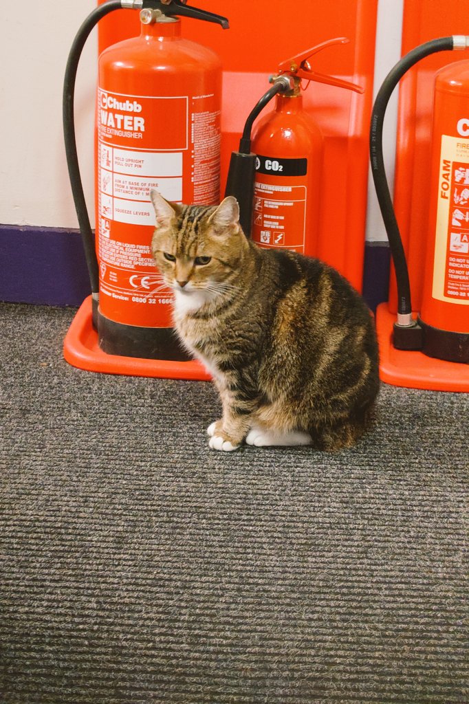 Colin the Cat 🇬🇧💙❤️💚😻 #PawsOfJustice 🐾 tweet media
