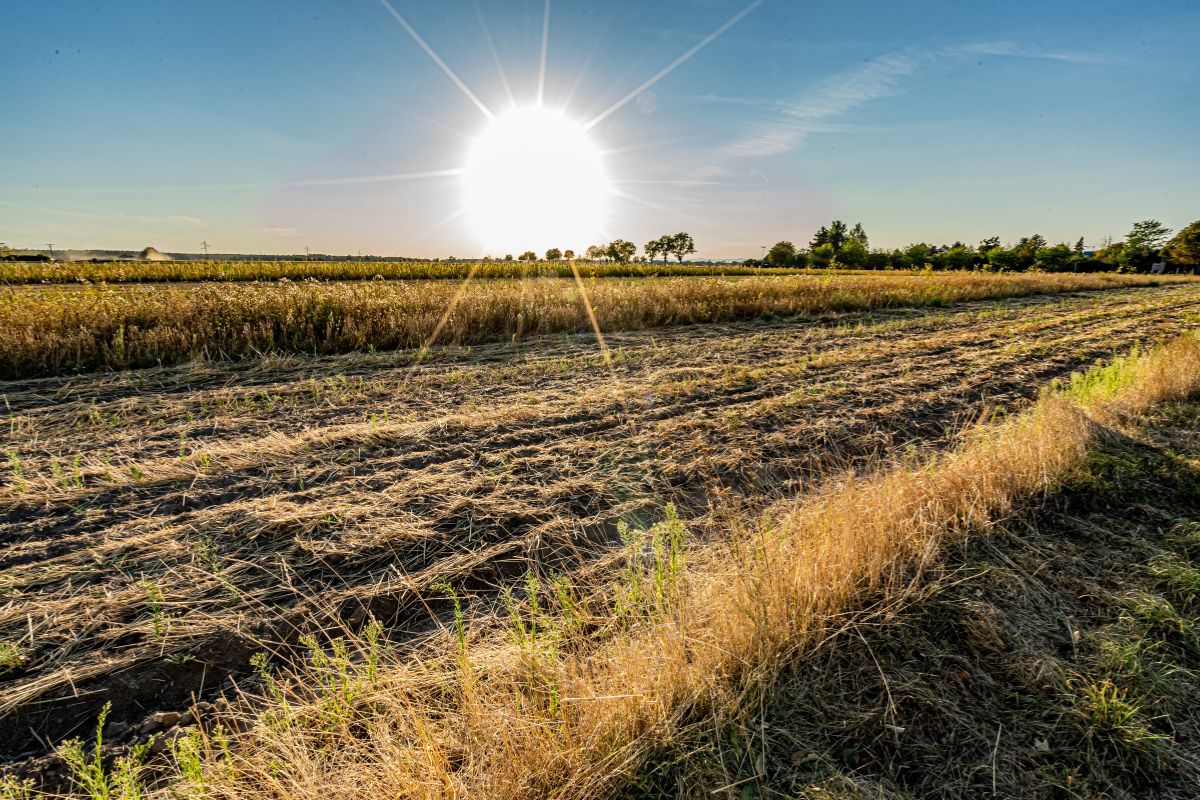 What we receive as surplus food is always a reflection of our external environment ☀️🌧️ Last year, we began to see how the dramatic effects of climate change can impact the food we are able to redistribute. Read what we think this means for surplus food: buff.ly/48LY6cM