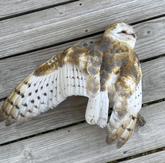 Please don't use rat poison. It kills owls which eat the poisoned rats. An owl can eat 3 rats a night and control rat populations better than poison. @petchary <a href="/jamentrust/">Jamaica Environment Trust</a> <a href="/nepajamaica/">NEPA</a> @hotgalatravel <a href="/rhodenjax/">SmileForMeJamaica</a>