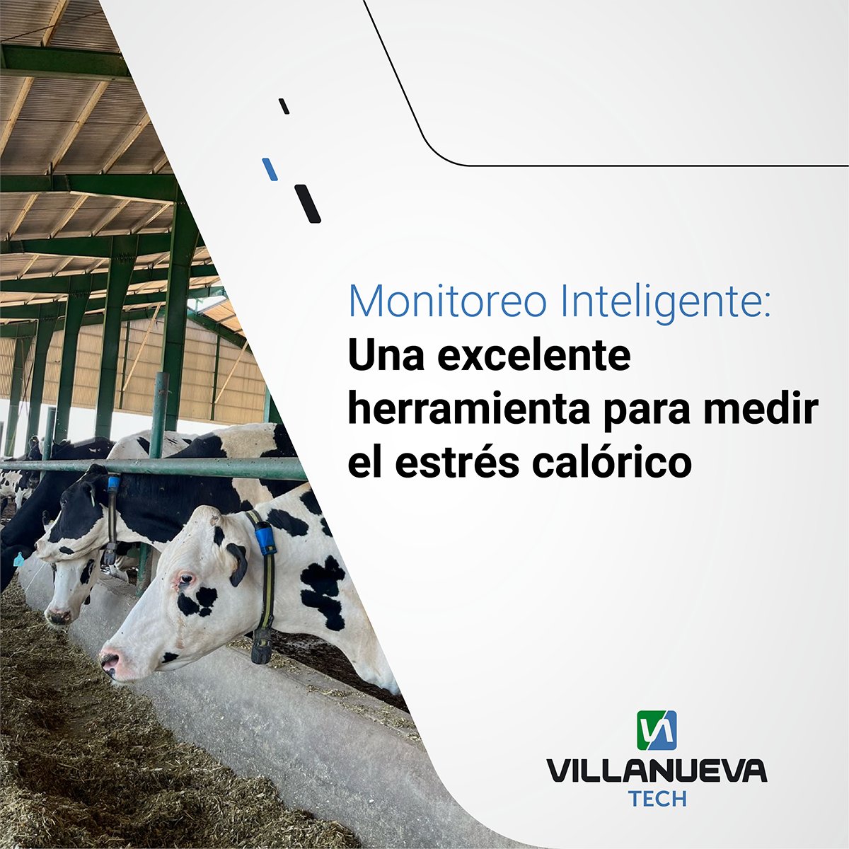 villanuevatech's tweet photo. ¿Sabías que con nuestro sistema de monitoreo, podés medir el tiempo jadeando de cada vaca?
Y así tomar mejores decisiones sobre la rutina de las mismas en tiempo real!🐮

#vacas #ganaderíainteligente #tambo #eficiencia #saludanimal #lechería #milking #MSD #villanuevatech https://t.co/jude1hqIea
