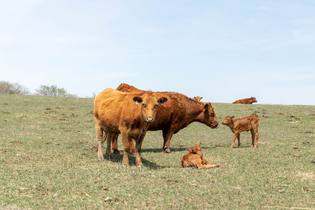 The FarmBits Podcast tweet media