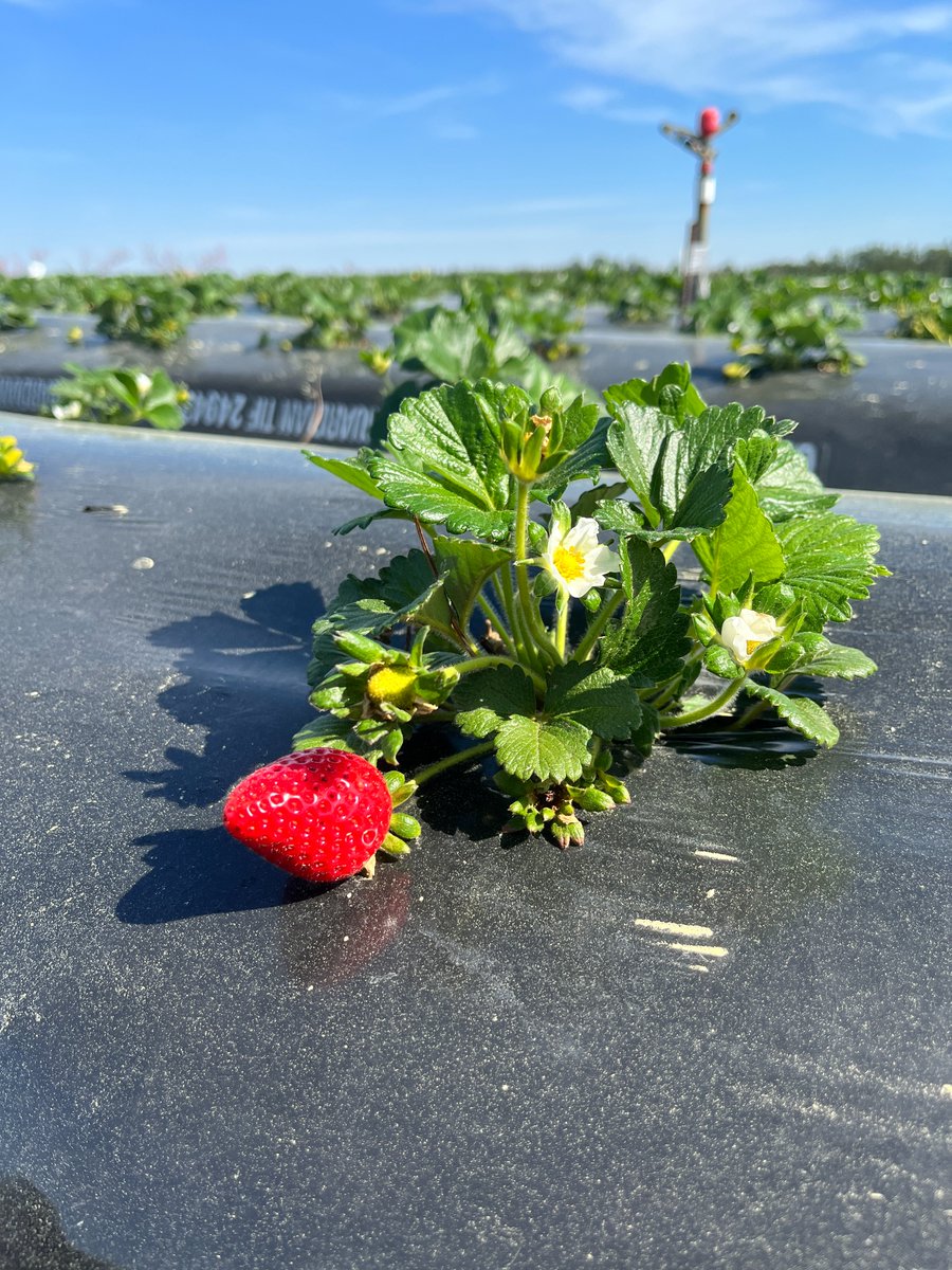South Carolina Department of Agriculture (@scdagriculture) on Twitter photo U-Pick season is upon us!
Visit scfarmfun.org for an up-to-date listing of agritourism farms in South Carolina and search "u-pick" to find farms near you!
Are you offering u-pick this season? Contact jmoore@scda.sc.gov to make sure your farm is represented. U-Pick season is upon us!
Visit scfarmfun.org for an up-to-date listing of agritourism farms in South Carolina and search "u-pick" to find farms near you!
Are you offering u-pick this season? Contact jmoore@scda.sc.gov to make sure your farm is represented.