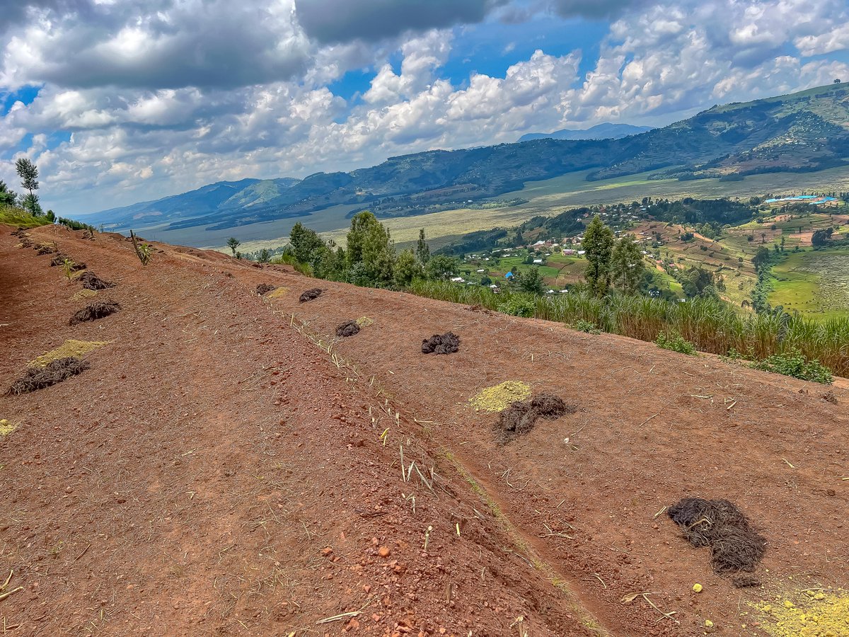 Through our ongoing partnership with WaterAid Rwanda, we are collaborating to help communities near Rugezi Marsh to construct radical terraces. These terraces not only prevent rainwater runoff into the marsh but also benefit the local communities by protecting the soil. 1/3