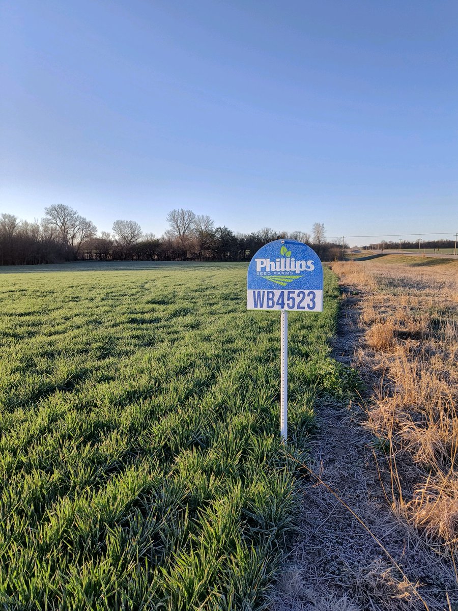 PhillipsSeed's tweet image. West Bred wheat varieties being grown in the Abilene area, They are two of our more popular varieties, Westbred WB4523 and WB4422.
