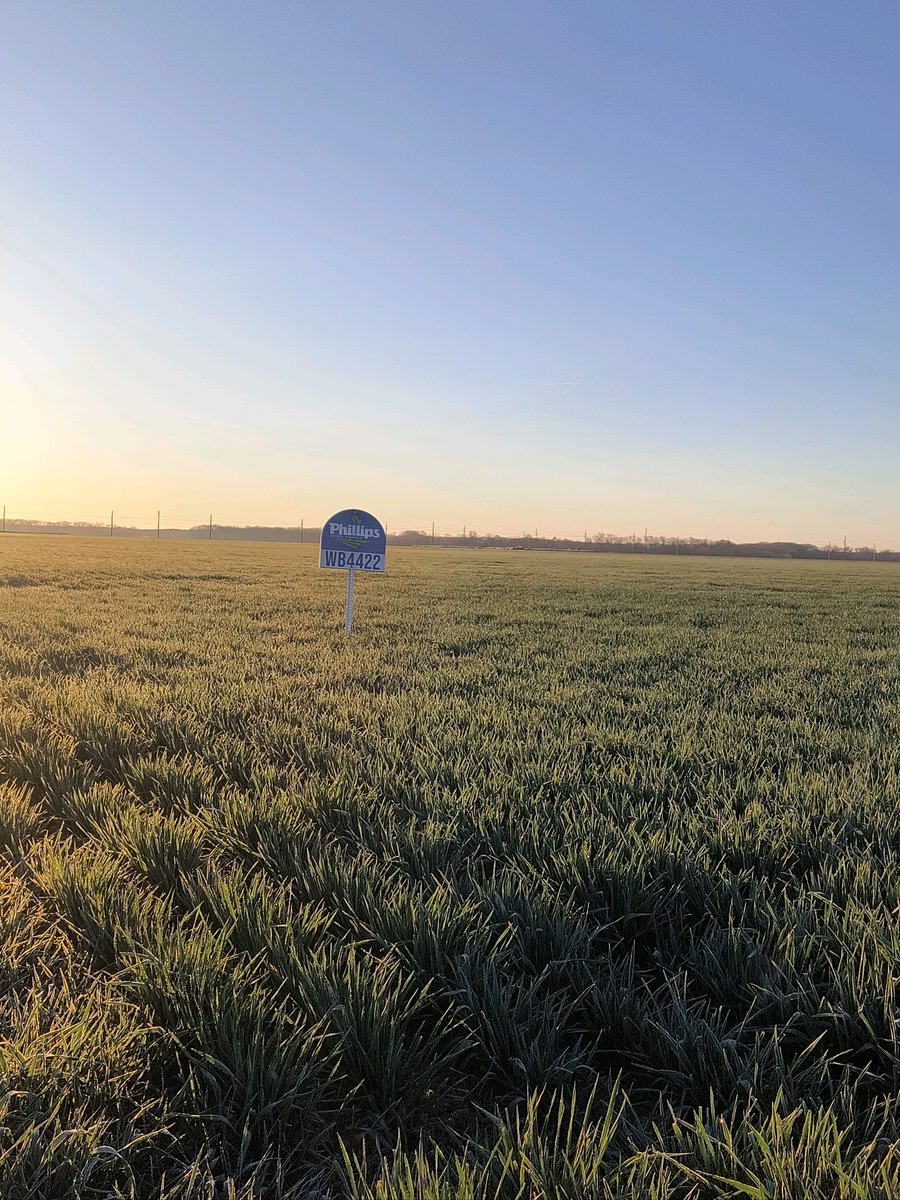 PhillipsSeed's tweet image. West Bred wheat varieties being grown in the Abilene area, They are two of our more popular varieties, Westbred WB4523 and WB4422.