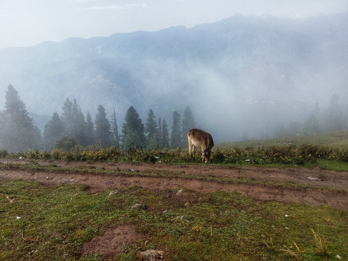 LifeLensScape's tweet photo. Paye Meadows, Shogran
I wish to camp at this place someday.
How's the camping here if anyone has experienced it?
#PayeMeadows #Shogran #Pakistan https://t.co/VTFogTtful