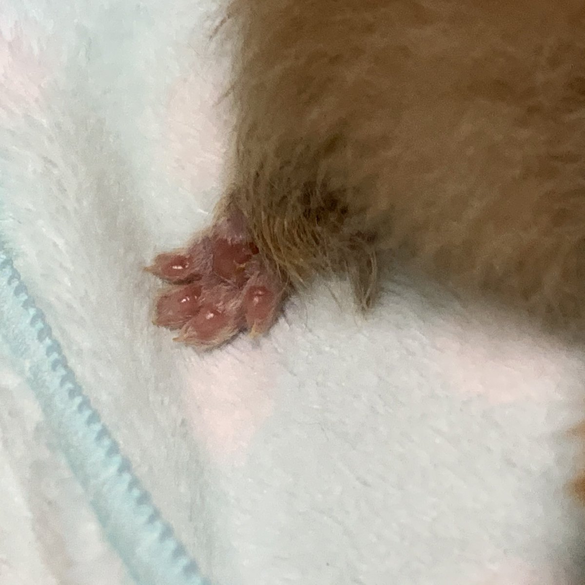 thistle139's tweet photo. ﾈｺﾁｬﾝがうちに来て間もない頃の信じらんないくらい小さな肉球🐾を見てくれ https://t.co/UhEBHZpnc1
