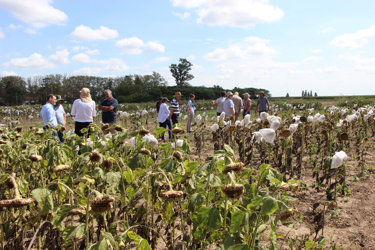 #INVESTIGACION | Mejoramiento Genético: #Girasol 👩🏻‍🌾🌻

Con el objetivo de intercambiar experiencias y aprendizajes compartiendo decisiones, estrategias y visiones de los Grupos de Mejoramiento del <a href="/IntaCordoba/">INTA Córdoba </a>, se realizó en #INTAManfredi la Reunión "Análisis de Caso: Girasol".