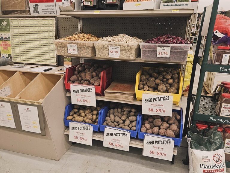 MiddletonCoop's tweet photo. Seed potatoes and onion sets have arrived! Stop by and pick them up today! #thinkspring 🥔🧅 https://t.co/i3X8SRiVHb