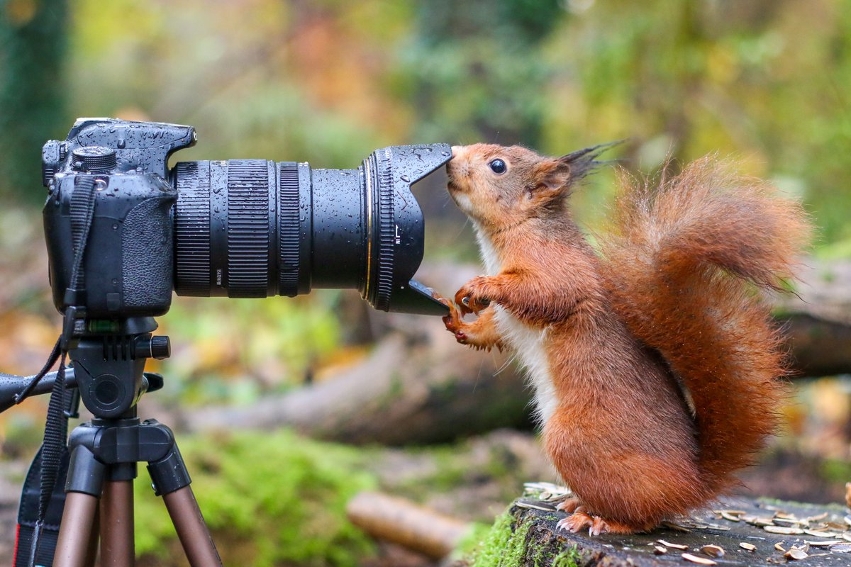 📸 Calling all budding photographers! 📸 Our 2024 photography competition is now open! All 12 winners and runners up will feature in our 2025 calendar next year. Find out more and enter here: cheshirewildlifetrust.org.uk/photography_co…