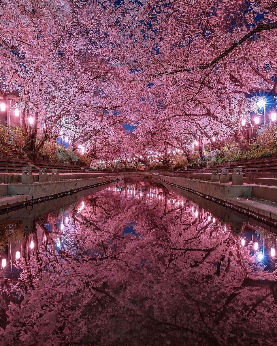 Au Japon, la fin du mois de mars marque le début de la floraison des cerisiers, phénomène également appelé « Sakura ».