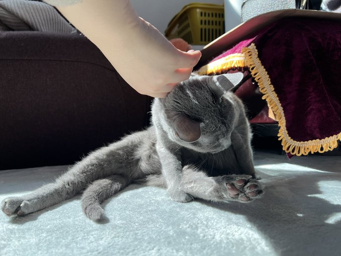 ストに撫でられて幸せ日向ぼっこな唯様  か、か、かわゆっ💕 https://t.co/HZ9vLGFAEb