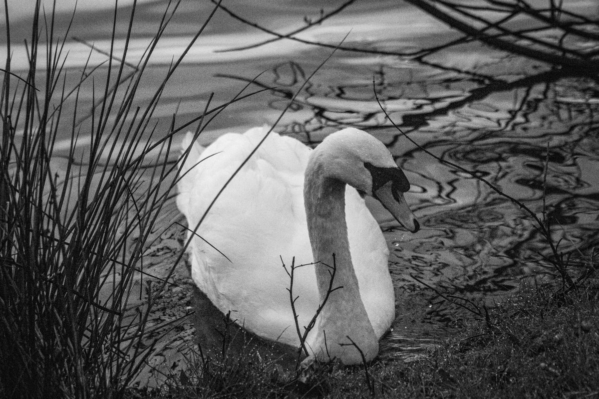 bemstock's tweet image. After struggling to sleep last night, at 4.20am, I gave up! So went to Colwick Park for Sunrise. Got a 💩 ton of photos, most of which a4e likely to be deleted but here's a small selection. #canonphotography #70D #colwickpark #Nottingham #sunrise #clouds #photography