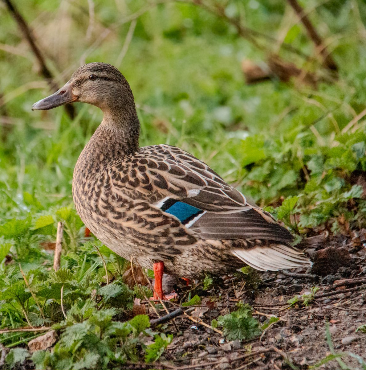 bemstock's tweet image. After struggling to sleep last night, at 4.20am, I gave up! So went to Colwick Park for Sunrise. Got a 💩 ton of photos, most of which a4e likely to be deleted but here's a small selection. #canonphotography #70D #colwickpark #Nottingham #sunrise #clouds #photography