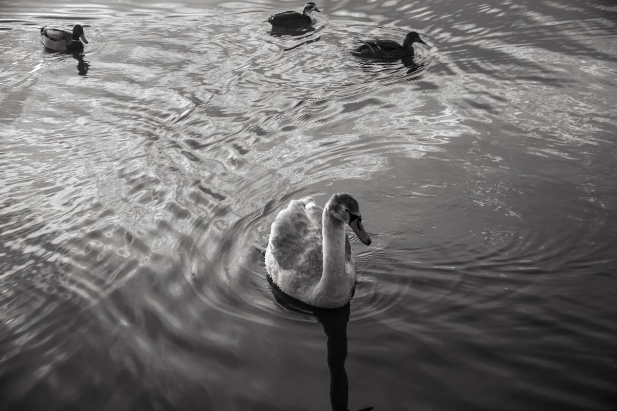 bemstock's tweet image. After struggling to sleep last night, at 4.20am, I gave up! So went to Colwick Park for Sunrise. Got a 💩 ton of photos, most of which a4e likely to be deleted but here's a small selection. #canonphotography #70D #colwickpark #Nottingham #sunrise #clouds #photography