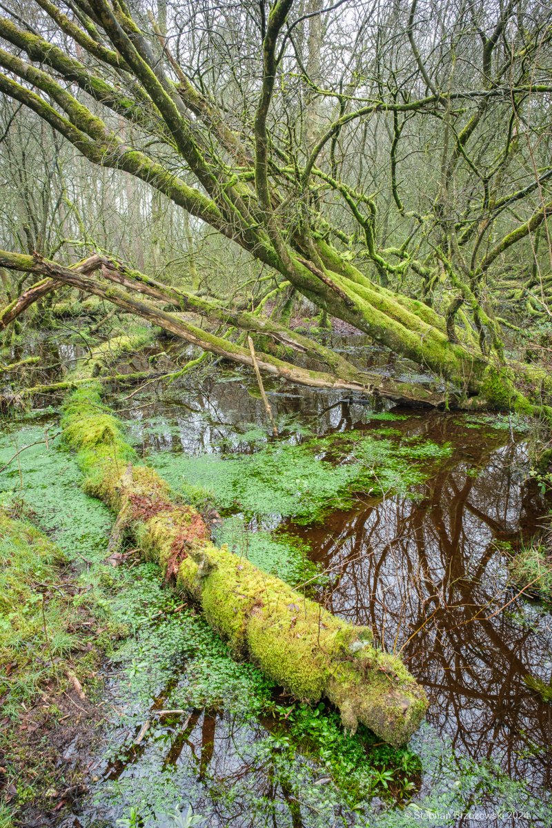 I've found something which is very happy with all the rain we've had recently- the mosses and bog plants at the aptly named Cliburn Moss NNR! The Reserve is well looked after and access is easy as a result #Cumbria #EdenValley @NaturalEngland