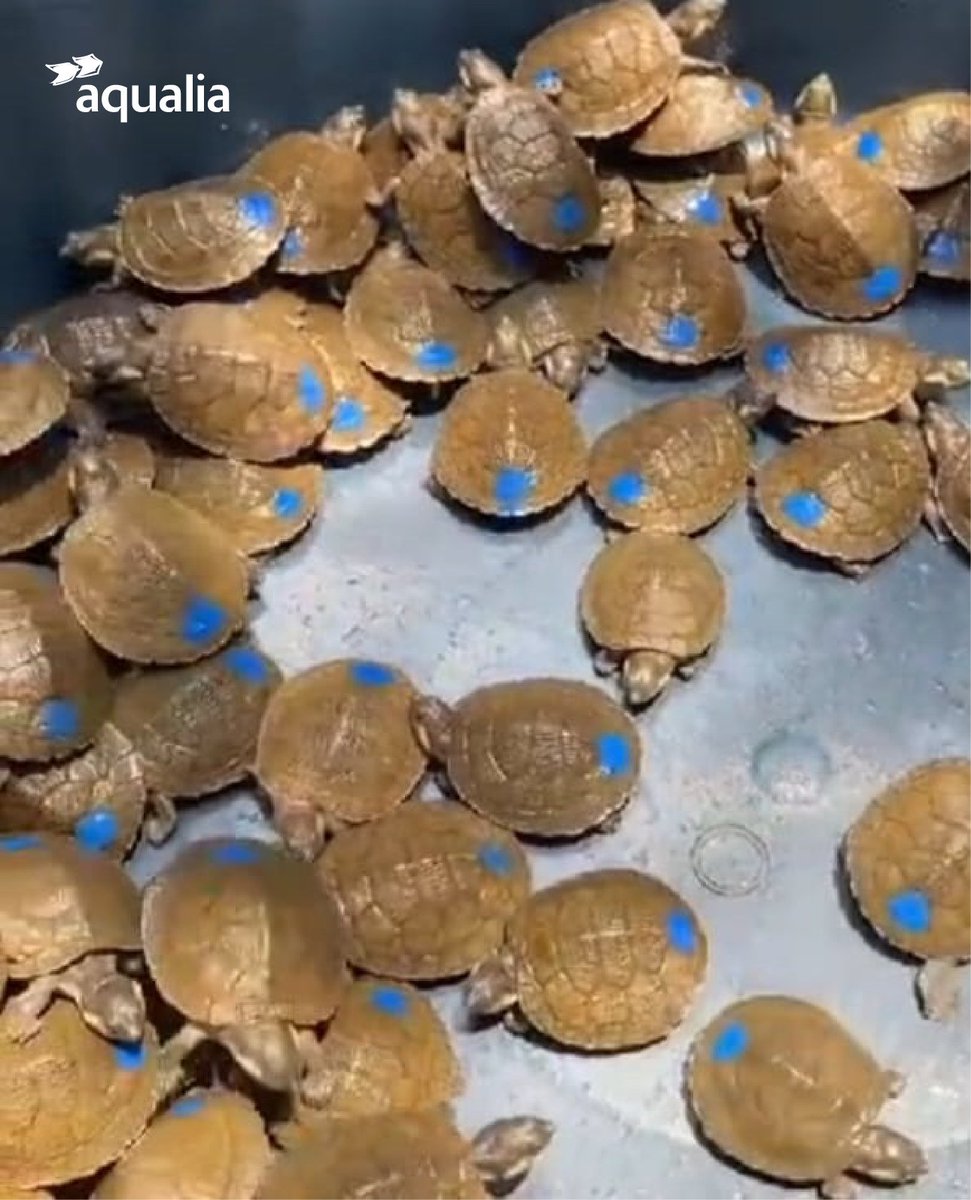 AqualiaColombia's tweet photo. #AqualiaCol | #NoComasTortugas 📷
☝️¡Estamos comprometidos con el cuidado y preservación de los ecosistemas acuáticos y terrestres!

Cada año nos sumamos con alegría a la liberación de tortugas de río en #SantaCruzdeLorica.
 
#SomosNativosSostenibles #Tortugas https://t.co/3pqqWeOjYQ