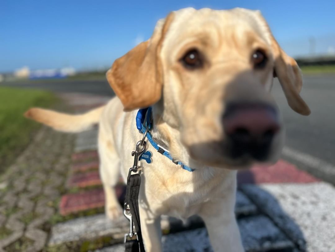 Find out what Puppy Keano has been up to in recent days: buff.ly/48JHbIu 

#ChangingLives