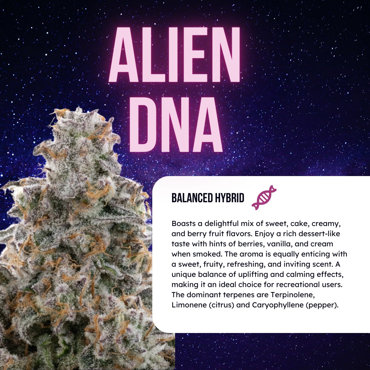 (4/5) Alien DNA 🧬 #BalancedHybrid

#GalaxyCannabisLaunch #GalaxyAtmosphere #CannabisIndustry #SocialEquity #VeteranOwned #BlackOwned #WomenOwned #CannabisCommunity #CannabisCulture #CannabisIllinois #OutThereFromHere