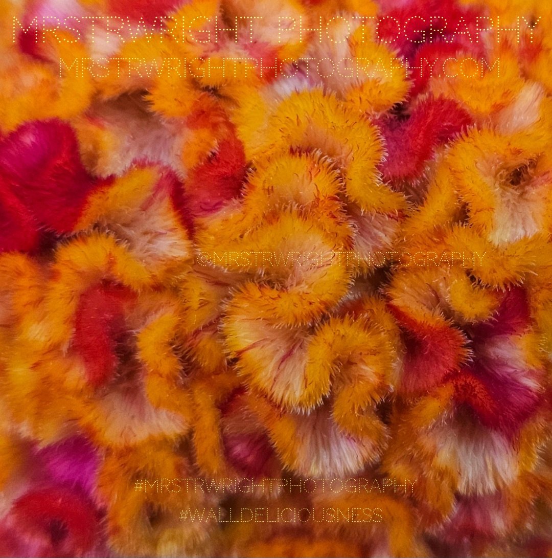 mrstrwright's tweet photo. MRS T R W R I G H T PHOTOGRAPHY Let's partner to bring the beauty of outside inside within your interior space! Click https://t.co/HCFPuvVugZ &amp; let's create some #walldeliciousness for your space📷❤️💛🧡 #art #nature #digitalart #flowers #mrstrwright #gift #photography #wildlife https://t.co/PbKRd7KH8c