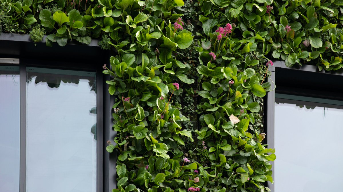 MakeArchitects's tweet photo. 🍃@EdenNewBailey in Salford, Greater Manchester has reached practical completion!  

Explore our latest case study where we dive deep into Eden’s living wall, its structural performance, and our approach to #sustainabledesign.   

https://t.co/M9MvHZKaNi

📷 Make + @paulkaralius https://t.co/xd4sxytuPM
