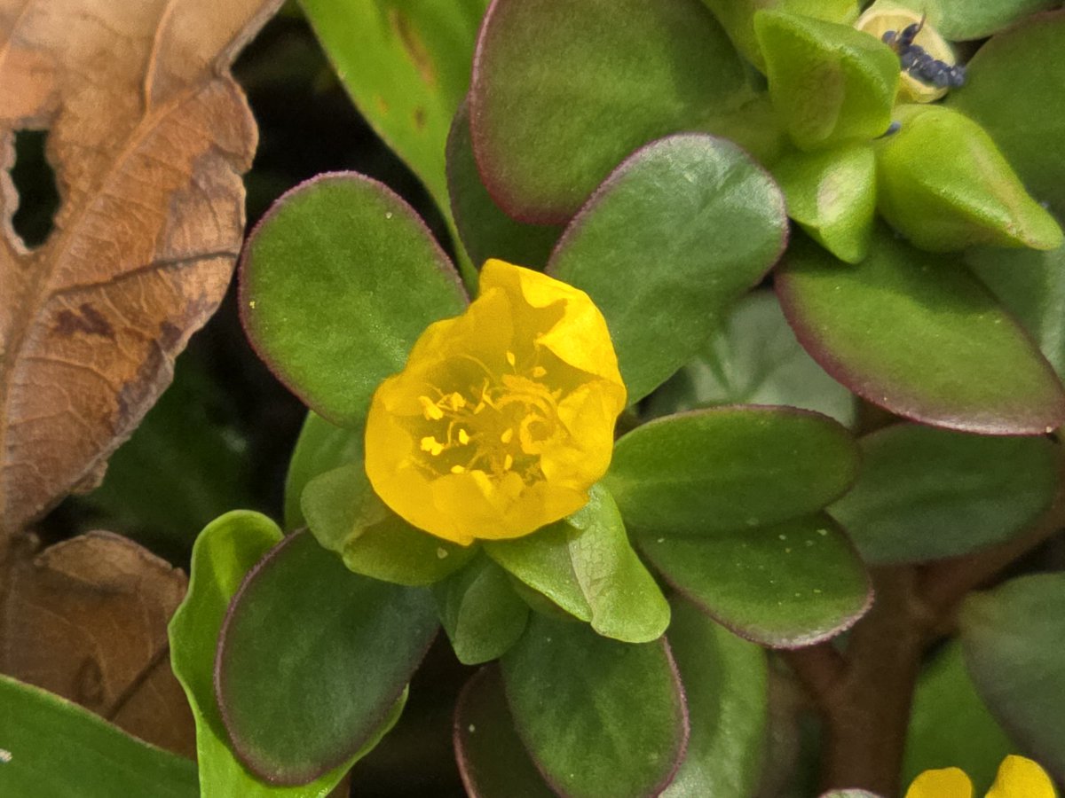 SpaceCoastSkies's tweet photo. Had a handful of healthy nibbles from the edible yard this morning &amp; was going to 📷 it all collected together but when I realized I had everything I wanted I popped it all in my mouth so fast I forgot the picture, lol #spiderwort #moringa #purslane #microgreens #healthygoodness https://t.co/6sfgBFxWZH