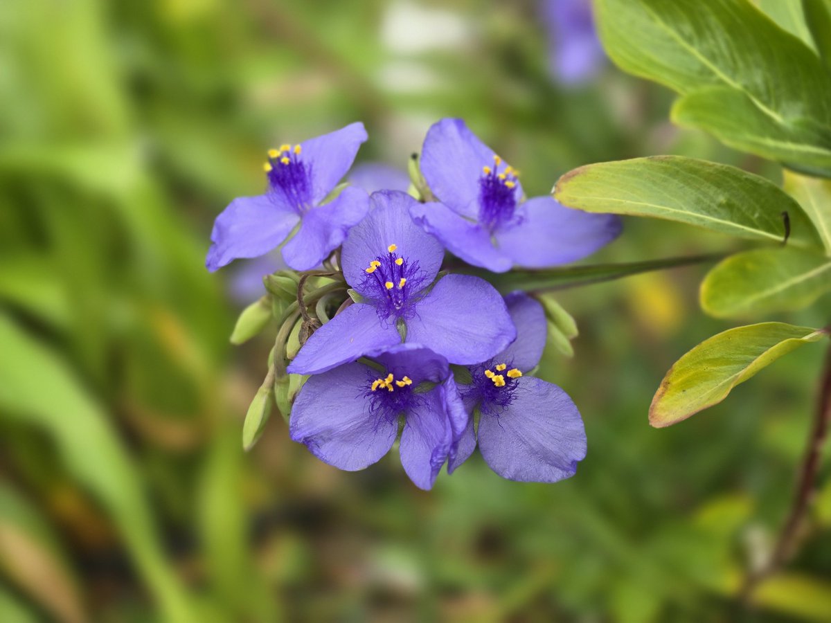 SpaceCoastSkies's tweet photo. Had a handful of healthy nibbles from the edible yard this morning &amp; was going to 📷 it all collected together but when I realized I had everything I wanted I popped it all in my mouth so fast I forgot the picture, lol #spiderwort #moringa #purslane #microgreens #healthygoodness https://t.co/6sfgBFxWZH
