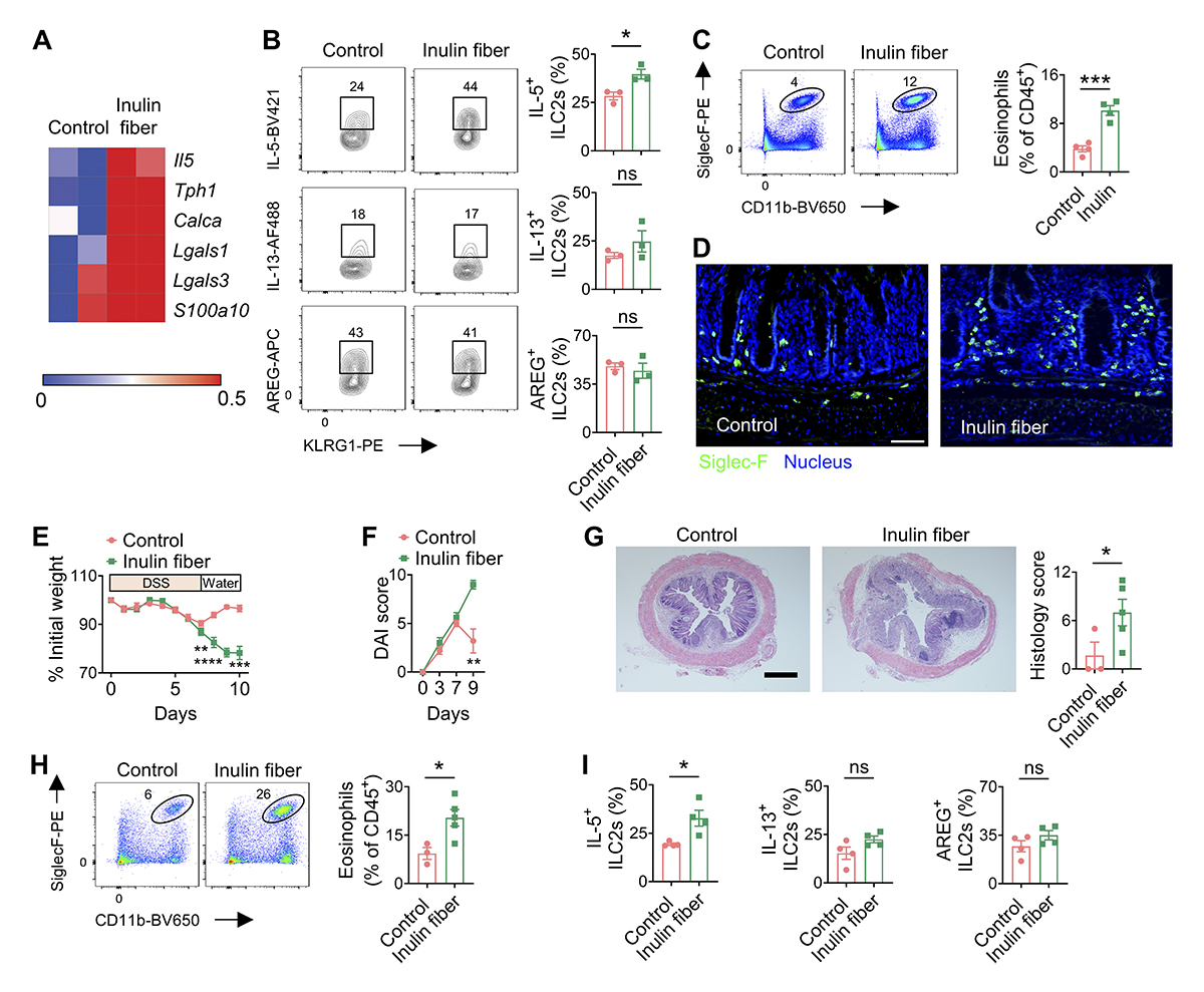 Journal of Experimental Medicine (@jexpmed) on Twitter photo Dietary fiber is a critical determinant of pathologic #ILC2 responses and intestinal #inflammation, say Mohammad Arifuzzaman (@arif_uzz_aman), David Artis and colleagues <a href="/WCM_IBD/">Weill Cornell Medicine IBD</a> <a href="/WeillCornell/">Weill Cornell Medicine</a>: hubs.la/Q02q7LMv0
#InnateImmunity #microbiome Dietary fiber is a critical determinant of pathologic #ILC2 responses and intestinal #inflammation, say Mohammad Arifuzzaman (@arif_uzz_aman), David Artis and colleagues <a href="/WCM_IBD/">Weill Cornell Medicine IBD</a> <a href="/WeillCornell/">Weill Cornell Medicine</a>: hubs.la/Q02q7LMv0
#InnateImmunity #microbiome