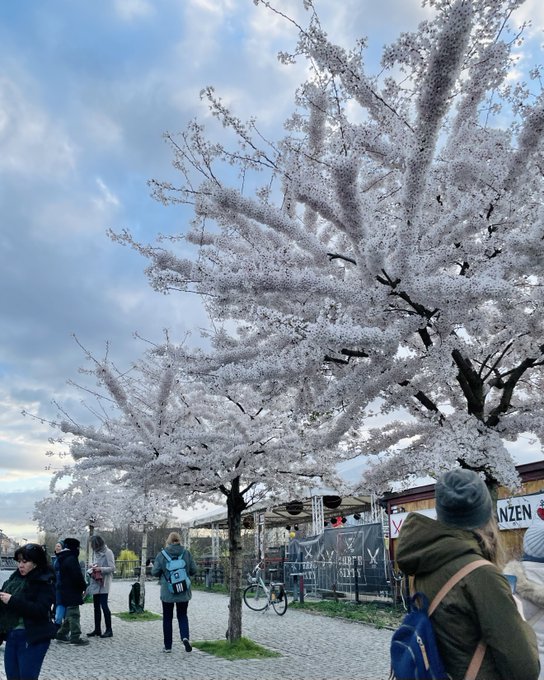 Y la primavera en Berl&iacute;n cada d&iacute;a se hace notar m&aacute;s 🌷 https://t.co/8z9OvSCqZT<a href="/tag/panamacity"class="tags"><span>#panamacity</span></a>