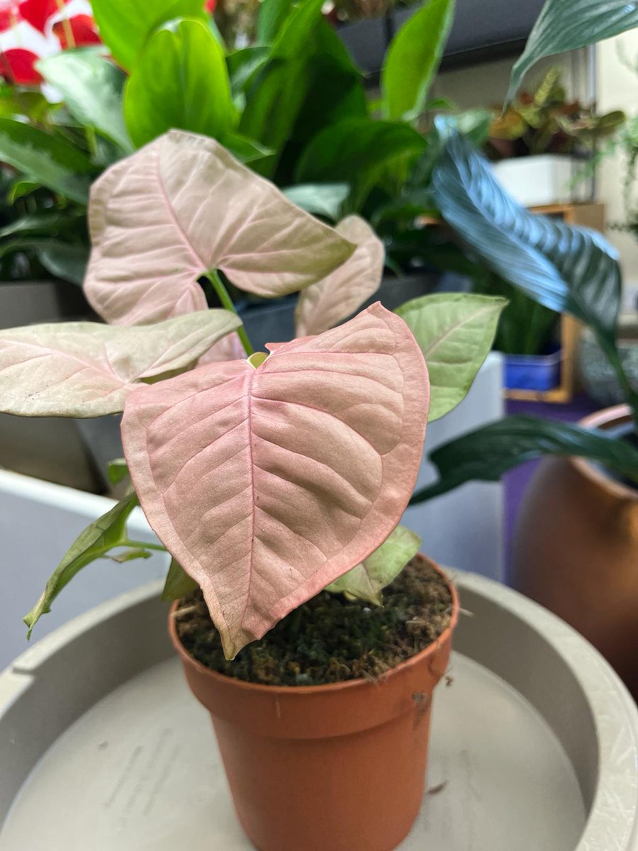 leafitstore's tweet photo. Synonym Neon lovely pink shade £7.40, buy in store now 💚

#houseplants #indoorplants #newcastleupontyne https://t.co/fVjYNSbGdd