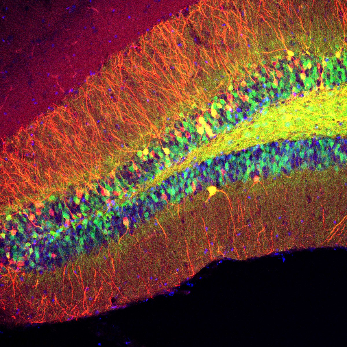 TexasScience's tweet photo. Presenting the winners of our 2023-24 Visualizing Science contest! Learn more about the science behind these 4 & the rest of the winning images at https://t.co/3nYNsLZXPI
#ArtinScience #ScienceArt #ScientificArt #ArtandScience #SciArt #VisualizingScience #TexasScience https://t.co/BpAsDbHT0z