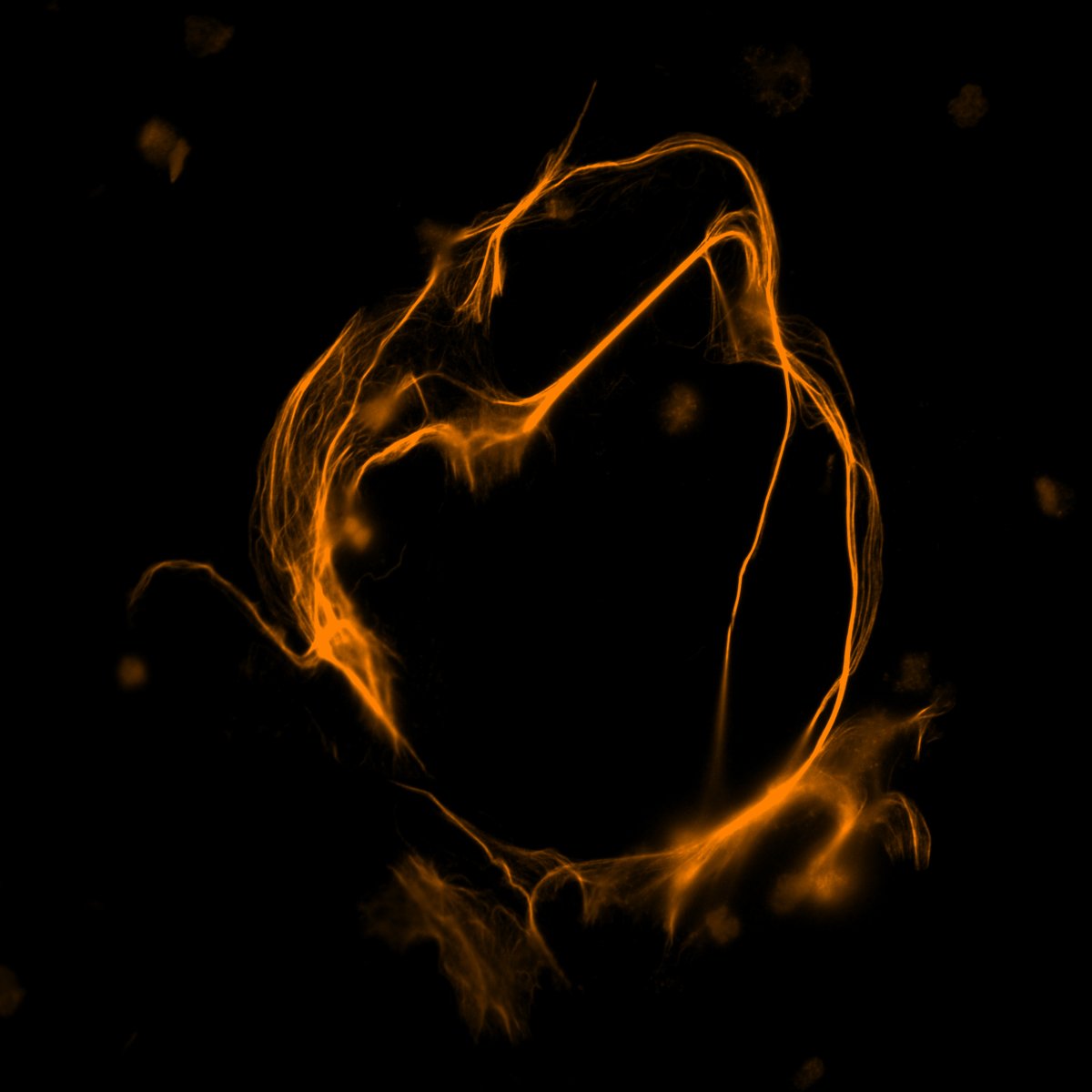 TexasScience's tweet photo. Presenting the winners of our 2023-24 Visualizing Science contest! Learn more about the science behind these 4 & the rest of the winning images at https://t.co/3nYNsLZXPI
#ArtinScience #ScienceArt #ScientificArt #ArtandScience #SciArt #VisualizingScience #TexasScience https://t.co/BpAsDbHT0z