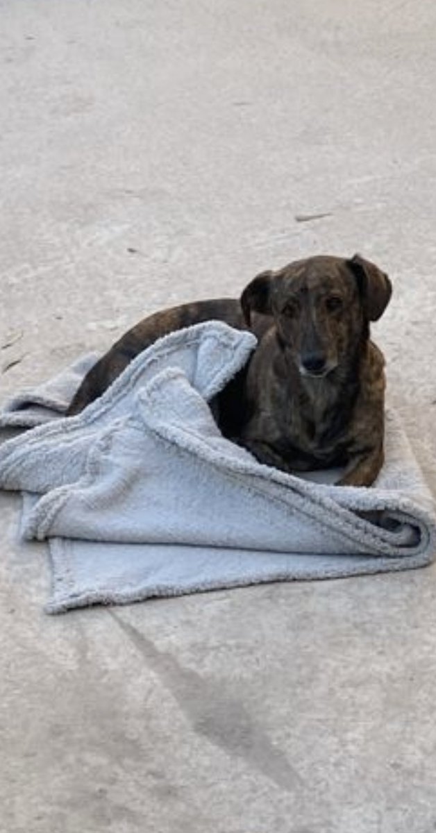 mcabm13's tweet photo. Mi novio adoptó hace meses a un perrito de la calle que creemos que lo maltrataban mucho pq tenía su mirada triste btw ya es feliz porque tiene un hogar y un papá que le da amor todos los días.💙 we love ya chapo tigre! salven perritos chamacos 

Before.      / after https://t.co/S38mf94VTK