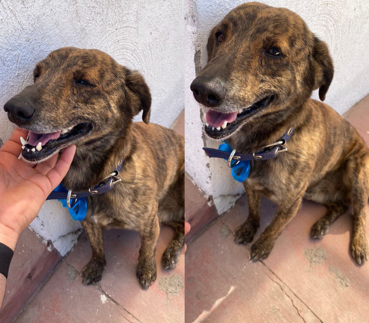 mcabm13's tweet photo. Mi novio adoptó hace meses a un perrito de la calle que creemos que lo maltrataban mucho pq tenía su mirada triste btw ya es feliz porque tiene un hogar y un papá que le da amor todos los días.💙 we love ya chapo tigre! salven perritos chamacos 

Before.      / after https://t.co/S38mf94VTK