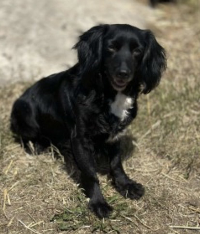 rosieDoc2's tweet photo. #SpanielHour
BONNIE missing 25/10/23
Telham Lane, #Battle EAST SUSSEX #TN33
Female/adult #CockerSpaniel black with white chest / small amount of white on muzzle
CHIPPED
https://t.co/pRYsKD2wyw
@EastSussexNews @RachaelB100 @JacquiSaid @thedogfinder @juliagarland73 https://t.co/IIEZ0VR8fC