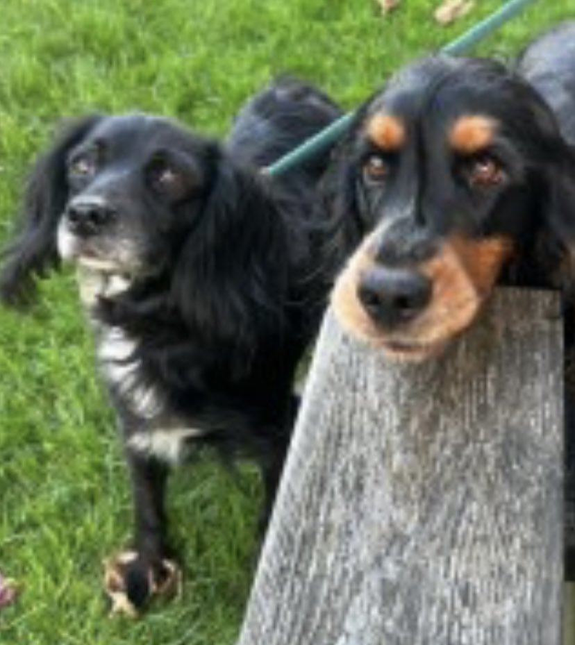 rosieDoc2's tweet photo. #SpanielHour
BONNIE missing 25/10/23
Telham Lane, #Battle EAST SUSSEX #TN33
Female/adult #CockerSpaniel black with white chest / small amount of white on muzzle
CHIPPED
https://t.co/pRYsKD2wyw
@EastSussexNews @RachaelB100 @JacquiSaid @thedogfinder @juliagarland73 https://t.co/IIEZ0VR8fC